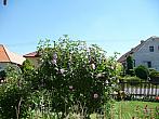 Třibřichy